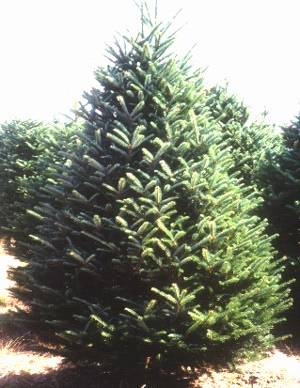 9'-10' Balsam Fir Christmas Tree