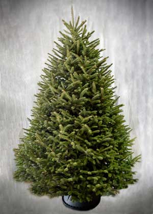 8'-9' Fralsam™ Fir Christmas Tree